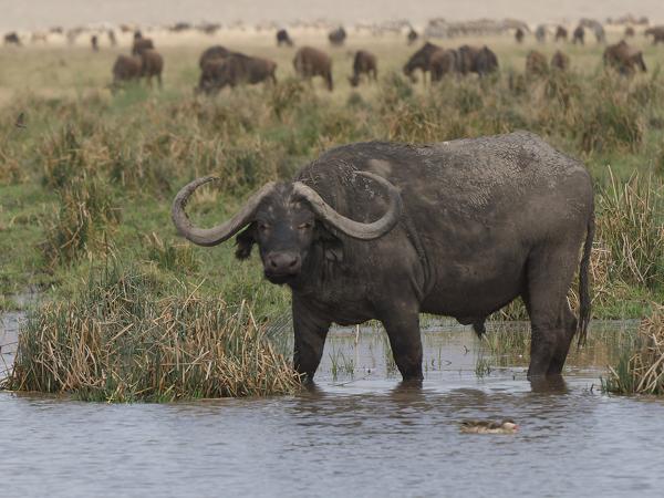 <h3><a href="/trips/tanzania/biota/animalia/chordata/mammalia/artiodactyla/bovidae/syncerus caffer/syncerus caffer-nl.html">Syncerus&nbsp;caffer</a> / African&nbsp;buffalo / Afrikaanse&nbsp;buffel</h3>OM-1 Mark II met OLYMPUS M.150-400mm F4.5, 1/2000 sec  bij F4.5, ISO 400, afstand 53.5&nbsp;m